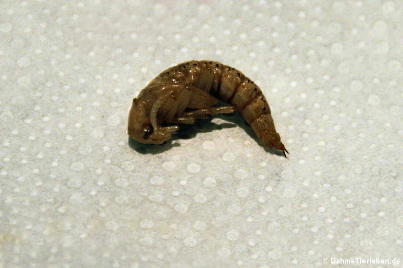 Zophobas atratus — DahmsTierleben